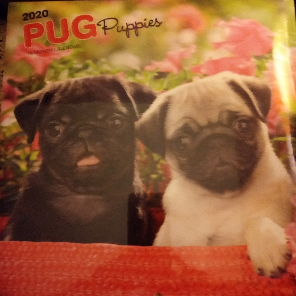 2020 PUG PUPPIES CALENDAR
